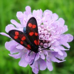 Butterfly on flower