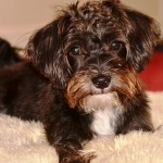 Tia - Dog